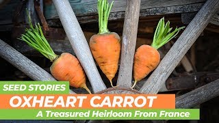 SEED STORIES  Oxheart Carrot A Treasured Heirloom From France [upl. by Airan]