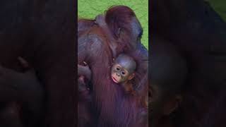 Get A Closer Look At The Adorable New Orangutan Baby [upl. by Ellswerth]