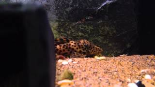 Leporacanthicus heterodon  Golden Vampire Pleco [upl. by Amsirhc]