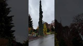 Picea glauca ‘Pendula’ Weeping White Spruce Tree whimsicalwonders weepingtree conifers trees [upl. by Lavud759]