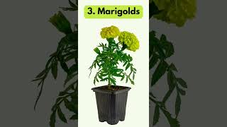 9 Plants That Work to Repel Mosquitos in Your Backyard plants indoorgreenery houseplants [upl. by Pearson]