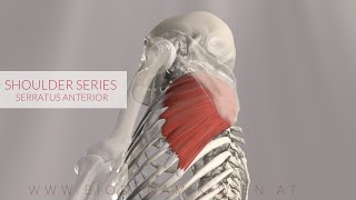 Serratus Anterior Shoulder Series Part 11 3D Animation [upl. by Dibru]