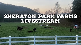 Live From Sheraton Park Farms [upl. by Junno457]