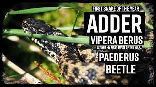 First Snake of the Year  Adder in Cornwall  Paederus Beetle [upl. by Asira]