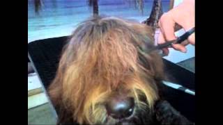 Grooming your labradoodle  knippen van de pony [upl. by Noryahs]