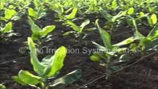 Jain Drip Irrigation Banana Crop  Tissue Culture [upl. by Wahlstrom]