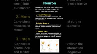 NEURON  Types of neuron  sensory  motor  interneuron [upl. by Lahcsap299]