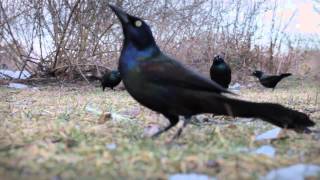 Common Grackle  Feeding in The Wild [upl. by Klehm]