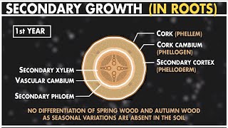 Secondary Growth in Dicot Root  Anatomy of Plants  Class 11 Biology [upl. by Fidelas876]