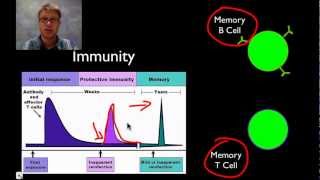 The Immune System [upl. by Nahsez]