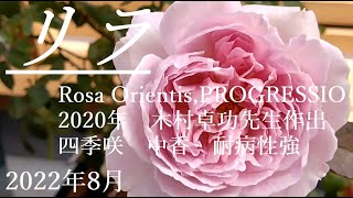 【リラ】2020年 Rosa OrientisPROGRESSIO 木村卓功先生作出 以前から気になっていたリラの苗をとうとう手に入れました。 [upl. by Polky]