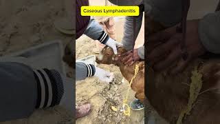 Abscess drainage in goatCaseous Lymphadenitis in goat CLA bakri goat abscess drainage goat [upl. by Bozovich]