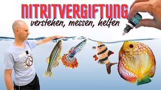 Schütze deine Fische vor Vergiftung  Vorbeugung und Bekämpfung von Nitrit im Aquarium [upl. by Ayotna729]