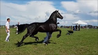 Stunning Friesian horses [upl. by Anwat439]