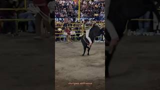 INDIO DE LOS PRIMO TAPIA 🆚️ TORO JOCKER JR DE LOS TOROS DIVINOS😱😱🔥jaripeo shorts viral [upl. by Eelyrag945]