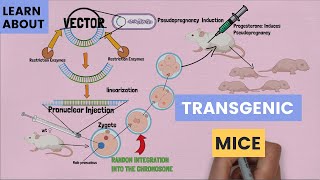 The Basics of Transgenic Mice Pronuclear Injection  How It Work and What Scientists Use It For [upl. by Keldon]