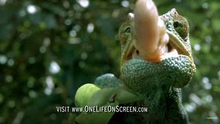 Chameleon Tongue In Slow Motion  One Life  BBC Earth [upl. by Newby81]