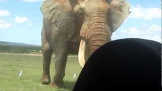 Worlds Biggest Elephant [upl. by Reham]