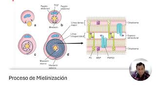 Histología del Sistema Nervioso  Parte 2 [upl. by Armalla343]