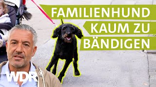 Hund und Kleinkind Spazieren gehen ist unmöglich Hunde verstehen  S05E04  WDR [upl. by Atnahsal]