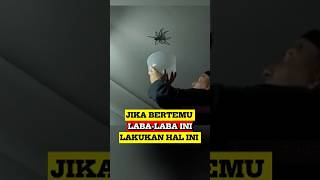 Lakukan Hal ini Jika Bertemu LabaLaba ini 😱 [upl. by Pace]