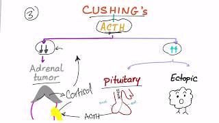 Cushing Syndrome Diagnostic Workup [upl. by Eisiam]