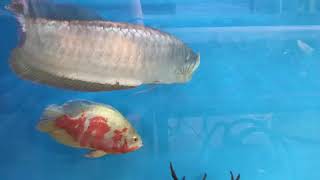 Silver Arowana 55 cm  EGE AKVARYUM İZMİR [upl. by Ekul]