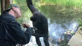 A bonobo trying to imitate a man in a zoo [upl. by Adalbert]