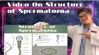 Structure of Spermatozoa [upl. by Lisabeth]