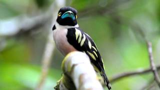 Black amp Yellow Broadbill [upl. by Yrojram]