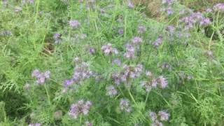 Phacelia tanacetifolia [upl. by Low]