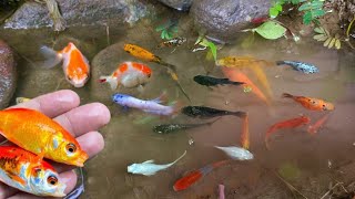 catching colorful ornamental fish betta fish koi fish channa manfish catfishguppymollyturtle [upl. by Adnimra]