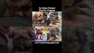 Shorkie Puppies 510 lbs at maturity httpswwwhomemadepuppiescombreedsshorkie [upl. by Atineg]