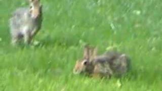 Wild rabbit behaviors [upl. by Eniruam]