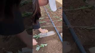 Sweet potato planting process [upl. by Jessalin68]