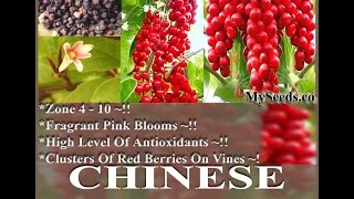 Chinese Magnolia Vine Seed  Schisandra chinensis Seeds on wwwMySeedsCo [upl. by Salisbury690]