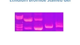 Mechanism of Interaction of Ethidium Bromide EtBr with DNA [upl. by Drusie]