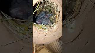 Finch Breeding update mashallah [upl. by Shama]