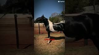 Edit manga larga marchador horse nflopapfvr [upl. by Greenfield]