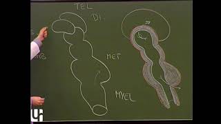 Morphologie du système nerveux central  2ème partie  cerveau Brain anatomy [upl. by Jump317]