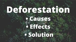 Deforestation  Causes  Effects and Solution  study [upl. by Rhoads762]