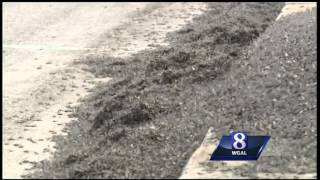 Why are mayflies swarming over the Susquehanna River [upl. by Heida]