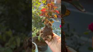 Plants on Lava Rock 🫨 viralvideo youtubeshorts shorts short lavarock plants jade [upl. by Greenlee]