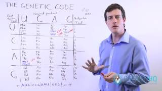 DNA and Genetic Mutations  3 Types of Point Mutations and Frame Shift Mutations [upl. by Avonasac]