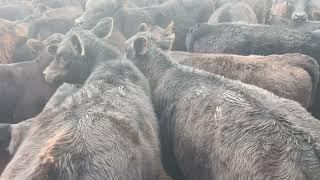 102 Angus Cows amp Calves off Agistment at Bundarra AuctionPlus EASTERN STATES CATTLE SALE 18102024 [upl. by Reynolds]