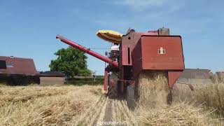 Wheat harvestInternational 321Tarwe dorsen 2022 [upl. by Korwun]