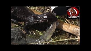 Trained Mink Diving For Trout [upl. by Prosper]