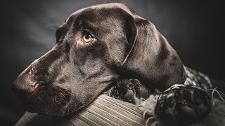 Finding a German Wirehaired Pointer in Need of a Home A Comprehensive Guide [upl. by Ventre]