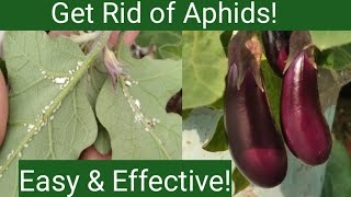 Home remedy to control Aphid on plants  How to get rid of Aphids [upl. by Schuyler]