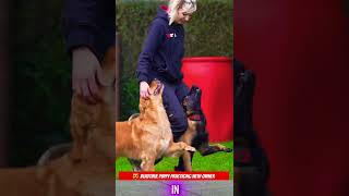 🤡🤡🤡🤡Malinois training dog malinois becgiegermanshepherd chó pets dog [upl. by Bianca]